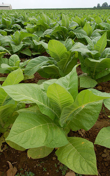 Imagen:Nicotiana Tobacco Plants 1909px.jpg